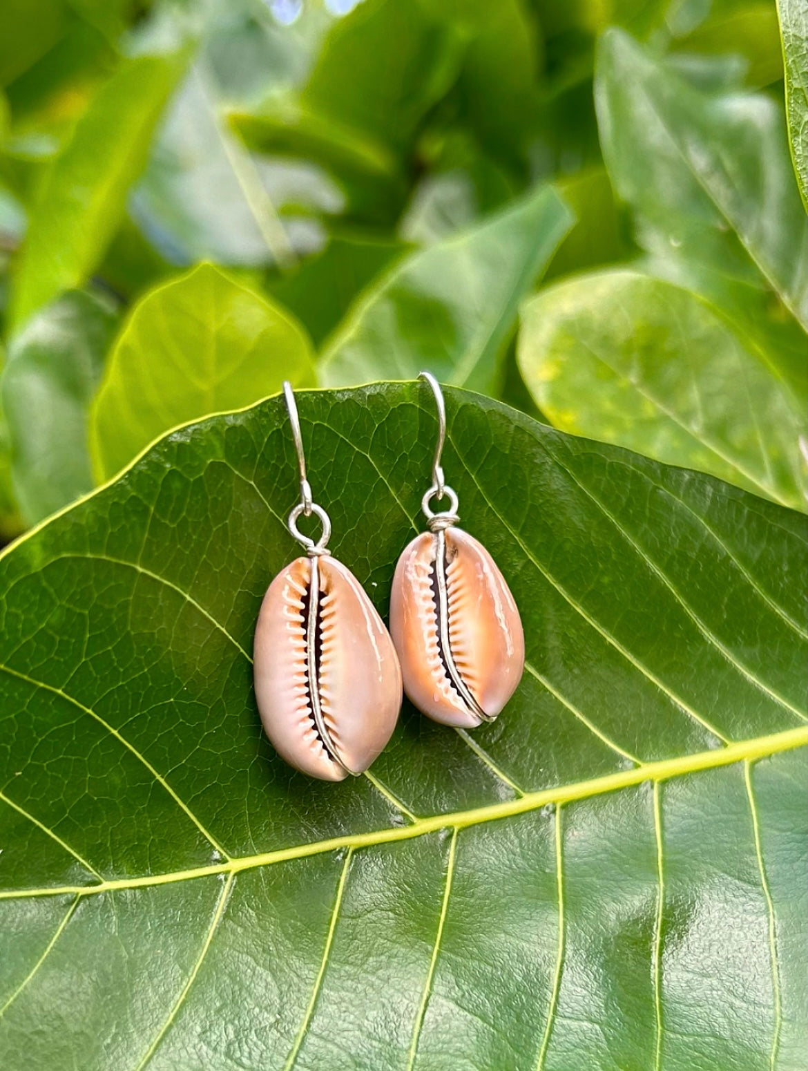 Cowry Earring Natural Brown 14k Gold Filled & Sterling Silver