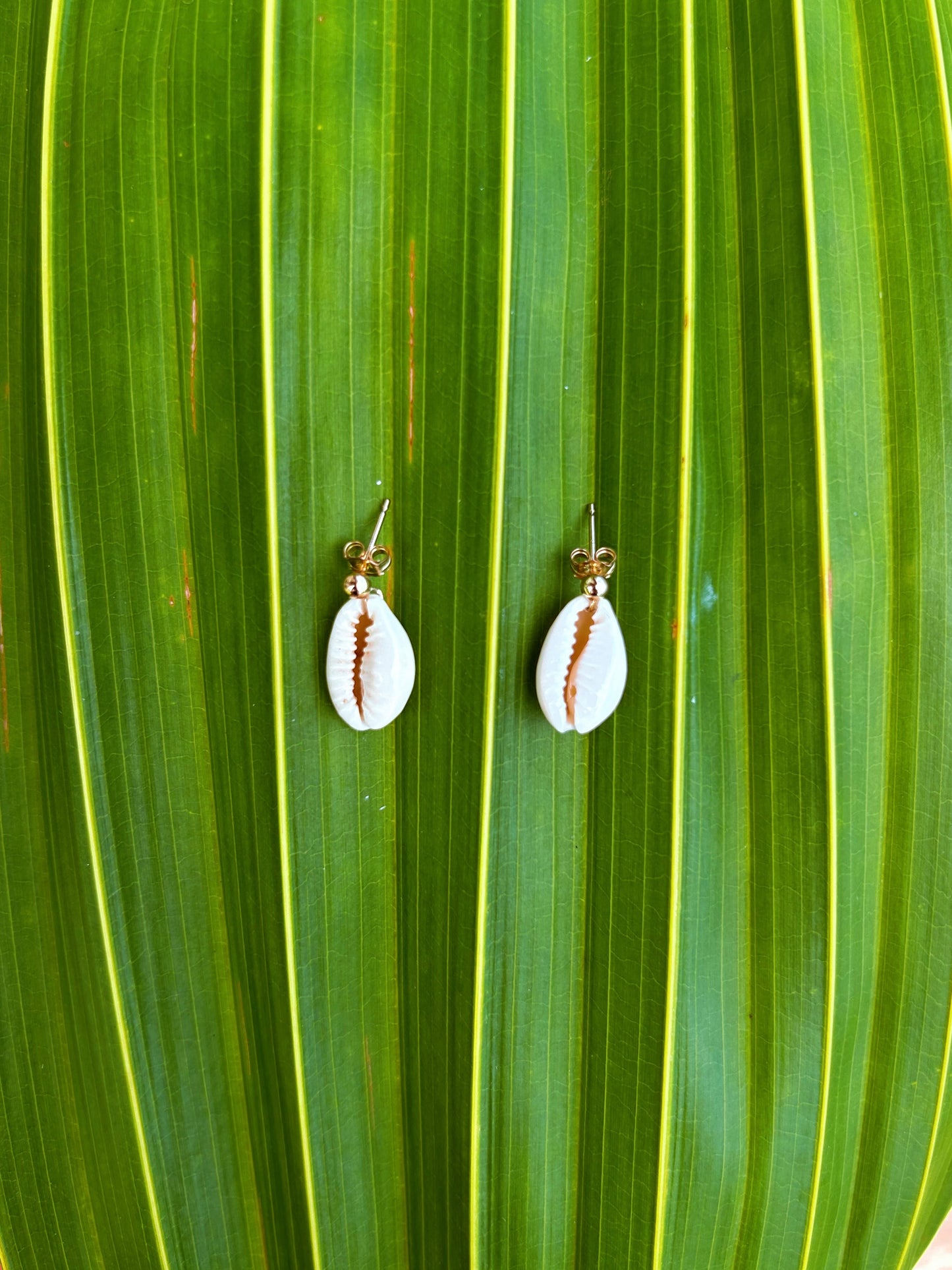 Cowry Stud Earring 14k Gold Filled & Sterling Silver