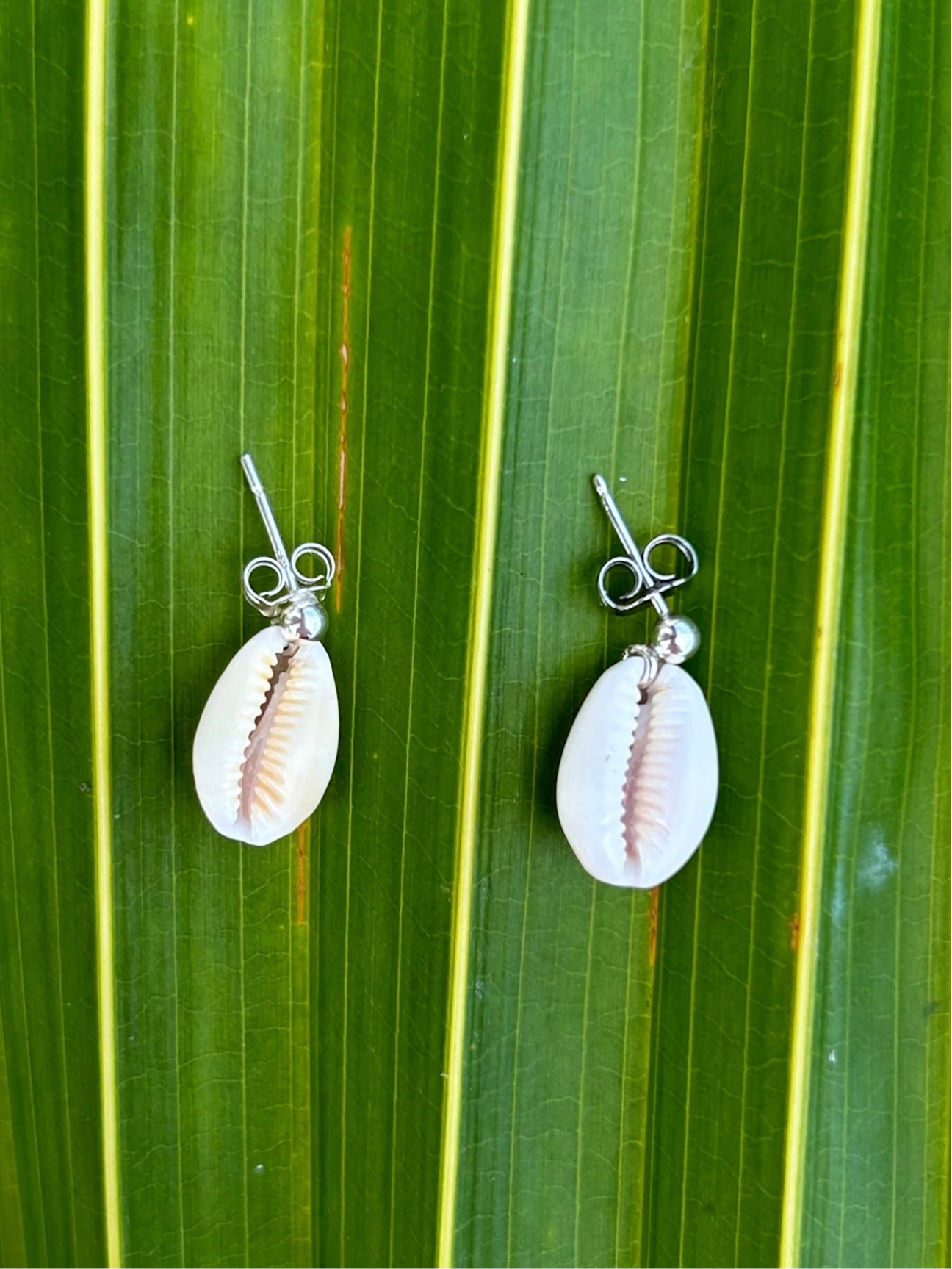 Cowry Stud Earring                     14k Gold Filled & Sterling Silver