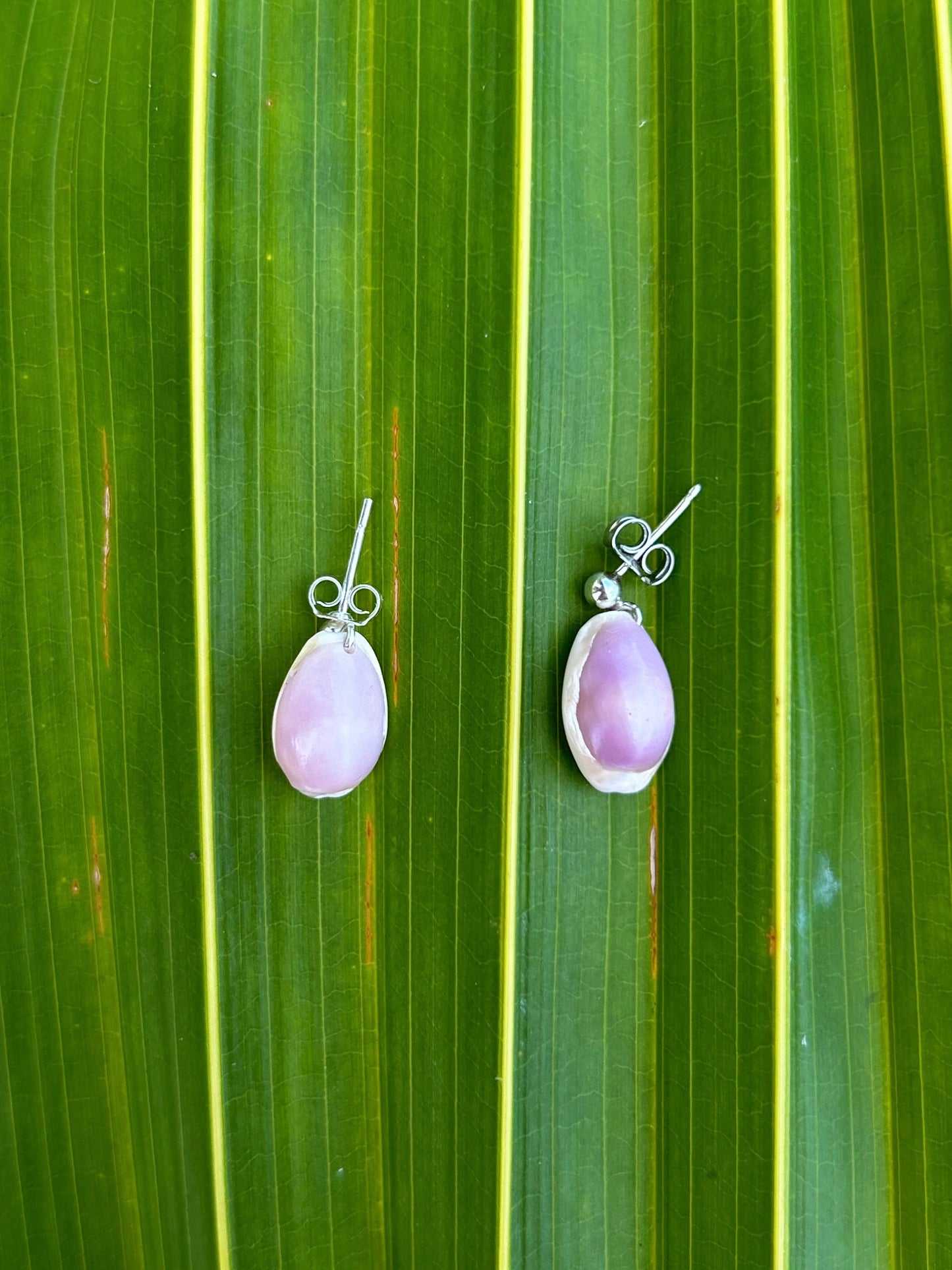 Cowry Stud Earring                     14k Gold Filled & Sterling Silver